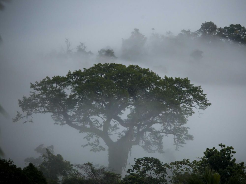 Humidité dans le parc amazonien de Guyane. JOBARD:COEURS DE NATURE:SIPA